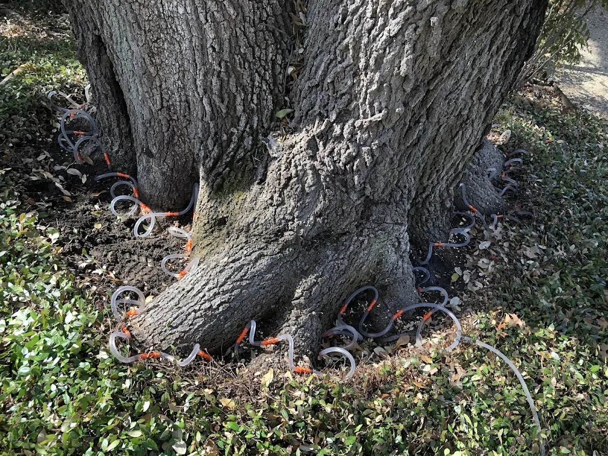 Detailed Tree Cabling and Bracing job site in Soda Springs