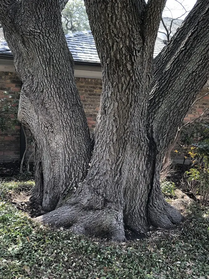 Mature heritage tree close to a Soda Springs property cared for by certified arborists